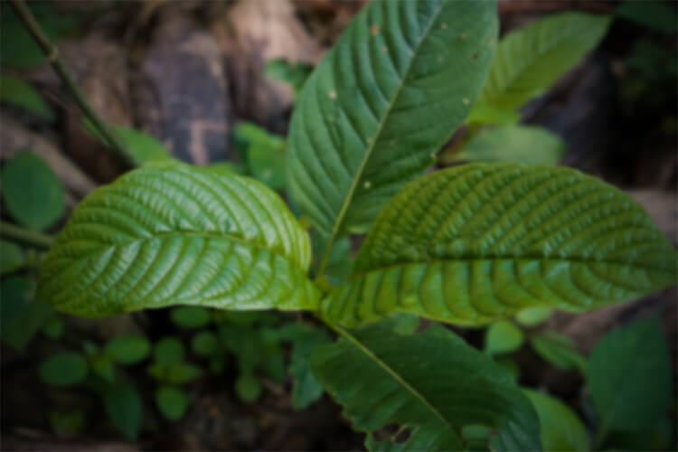 Close-up of fresh green plant leaves with pronounced veins growing outdoors, surrounded by natural foliage and forest ground in soft natural light.