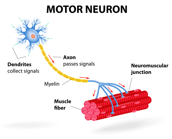 Motor Neuron Diagram