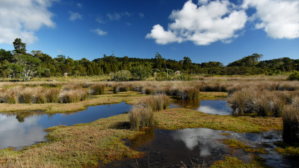 Wetland permit denial page header