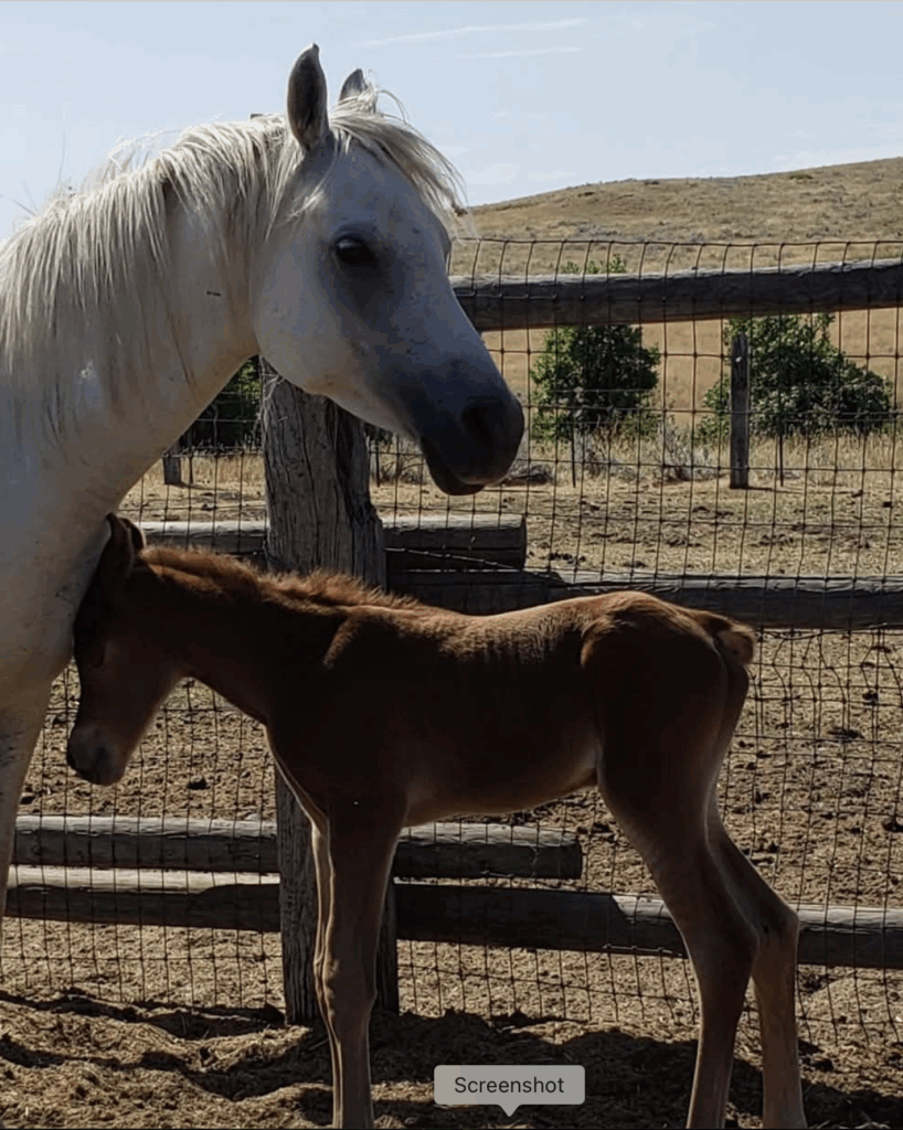 Deputee horse with foal