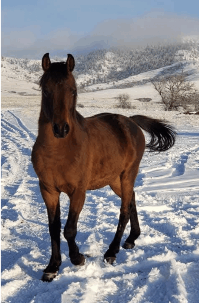 Deputee horse with snowy background