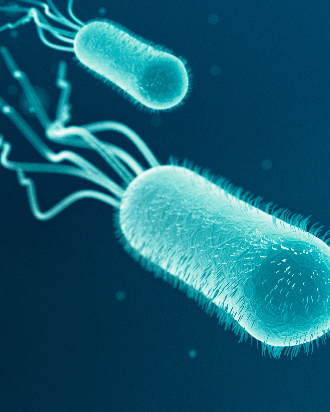 E coli photo E coli photo